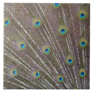 Peacock Feathers Tegeltje