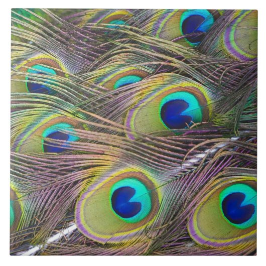 Peacock Feathers Tegeltje (Voorkant)