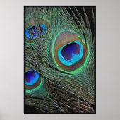Peacock Feathers Verticaal Poster -40x60 (Voorkant)