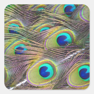Peacock Feathers Vierkante Sticker