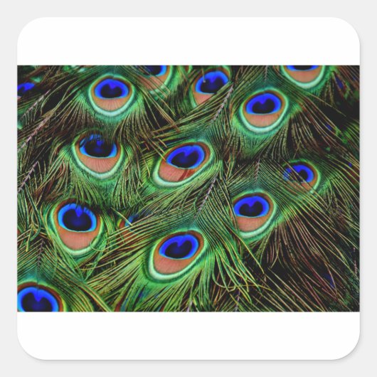 Peacock Feathers Vierkante Sticker (Voorkant)