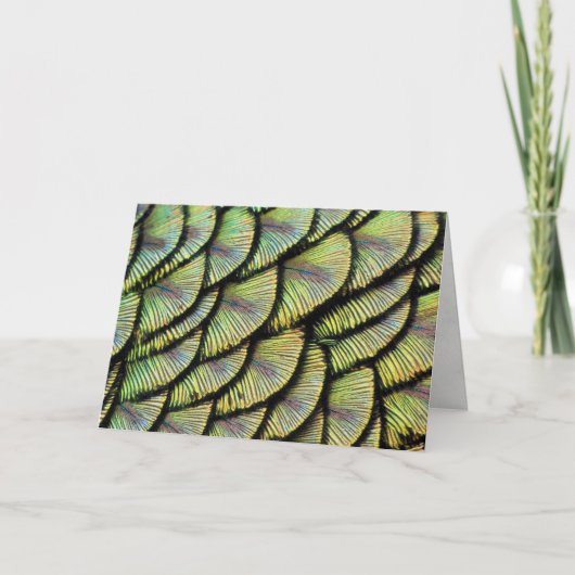 Peacock Feathers Wenskaart Kaart (Voorkant)