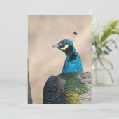 Peacock Feestdagenkaart (Staand voorkant)