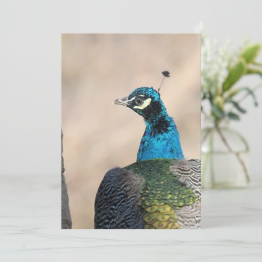 Peacock Feestdagenkaart (Staand voorkant)