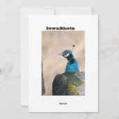 Peacock Feestdagenkaart (Achterkant)