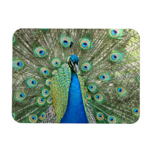 Peacock Flexible Magnet Magneet