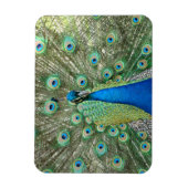 Peacock Flexible Magnet Magneet (Verticaal)