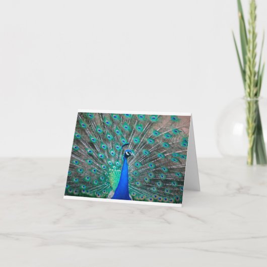 Peacock folded note card notitiekaartje (Voorkant)
