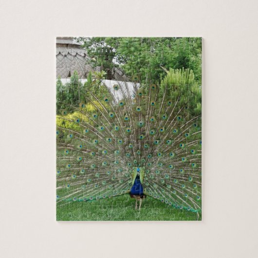 Peacock Foto 8 "x 10" Fotopuzzel met geschenkdoos Legpuzzel (Verticaal)