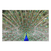 Peacock Foto Afdruk (Voorkant)