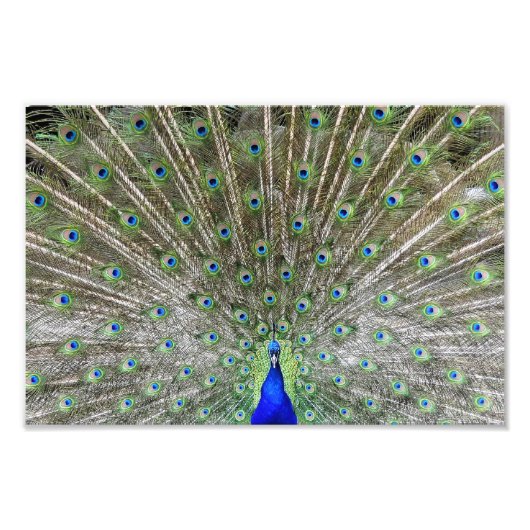 Peacock Foto Afdruk (Voorkant)