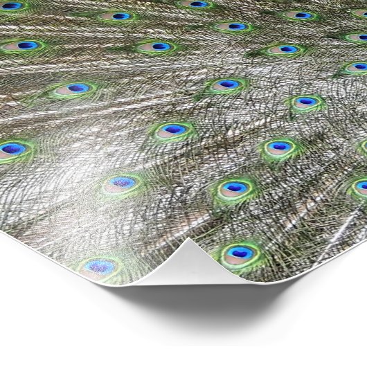 Peacock Foto Afdruk (Hoek)