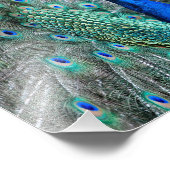 Peacock Foto Afdruk (Hoek)
