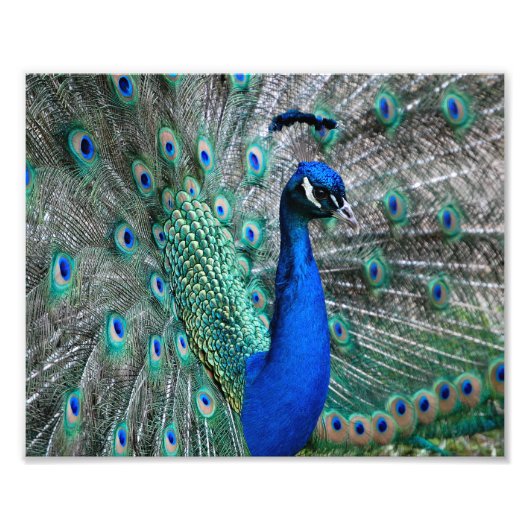 Peacock Foto Afdruk (Voorkant)