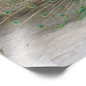 Peacock Foto Afdruk (Hoek)