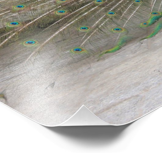 Peacock Foto Afdruk (Hoek)