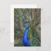 Peacock Foto Bedankkaart (Voorkant / Achterkant)