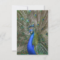 Peacock Foto