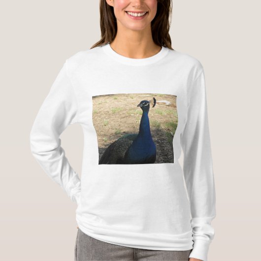 Peacock Foto: Bright Blue Beauful Bird T-shirt (Voorkant)