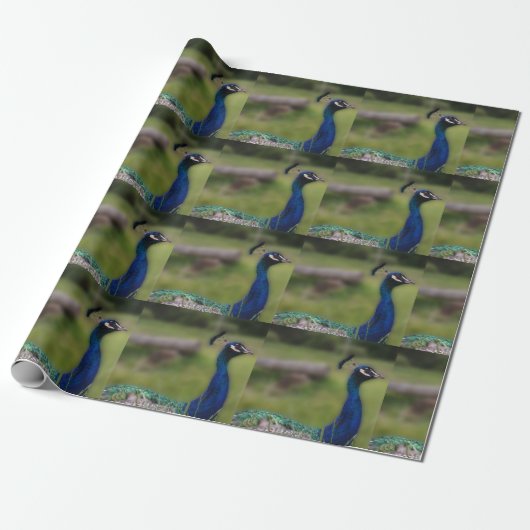 Peacock foto mat inpakpapier (Uitgerold)
