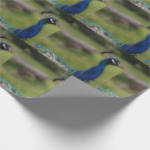 Peacock foto mat inpakpapier (Hoek)