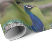 Peacock foto mat inpakpapier (Rol Hoek)