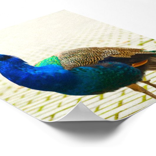 Peacock Foto Poster (Hoek)