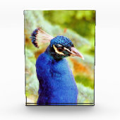 PEACOCK FOTOBLOKKEN (Voorkant)