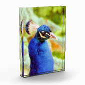 PEACOCK FOTOBLOKKEN (Links)