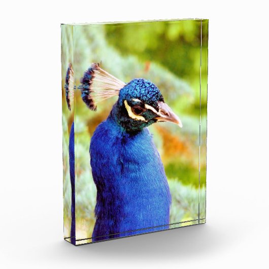 PEACOCK FOTOBLOKKEN (Links)