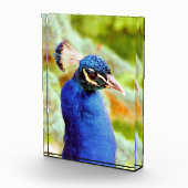 PEACOCK FOTOBLOKKEN (Rechts)