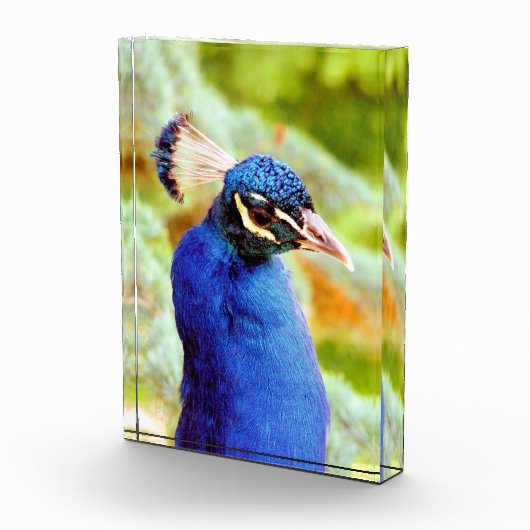 PEACOCK FOTOBLOKKEN (Rechts)