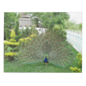 Peacock Fotografie Notitieblok (Voorkant)