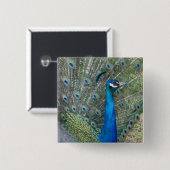 Peacock-fotografie Vierkante Button 5,1 Cm (Voorkant /achterkant)