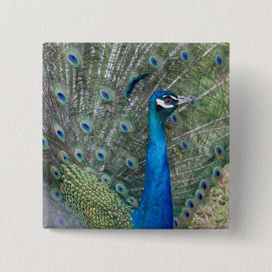 Peacock-fotografie Vierkante Button 5,1 Cm (Voorkant)