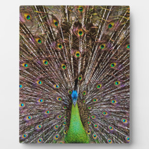 Peacock Fotoplaat