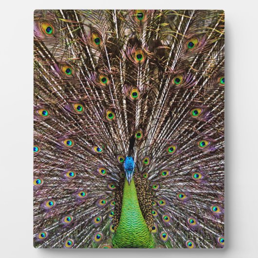 Peacock Fotoplaat (Voorkant)