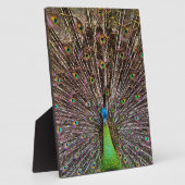 Peacock Fotoplaat (Zijkant)