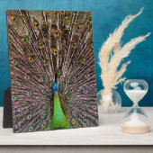 Peacock Fotoplaat (Zijkant)