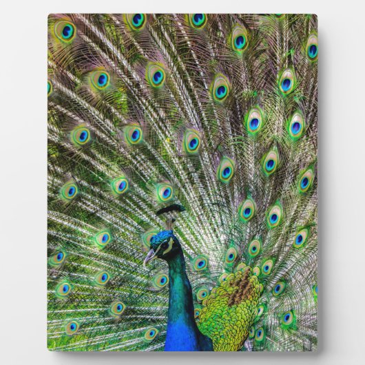 Peacock Fotoplaat (Voorkant)