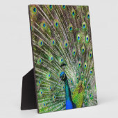 Peacock Fotoplaat (Zijkant)