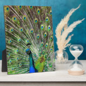 Peacock Fotoplaat (Zijkant)