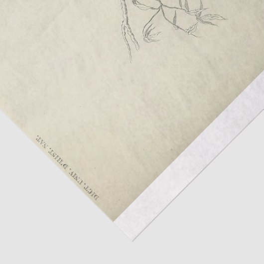 Peacock Franse script Ephemera Decoupage Tissuepapier (Detail)