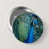 Peacock, grote knop ronde button 7,6 cm (Voorkant /achterkant)