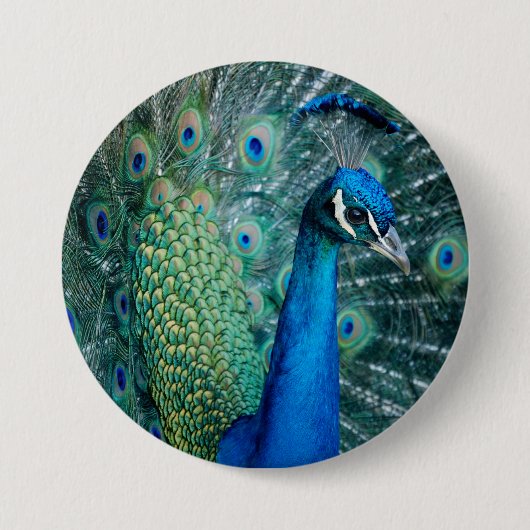 Peacock, grote knop ronde button 7,6 cm (Voorkant)