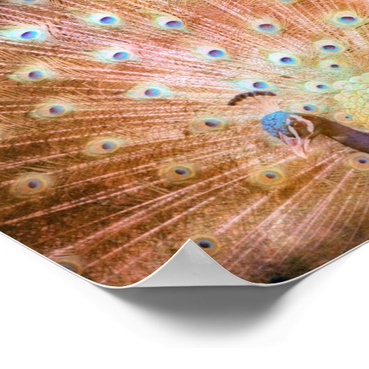 Peacock Grunge Poster (Hoek)