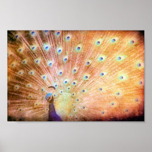 Peacock Grunge Poster