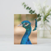 Peacock Head Briefkaart (Staand voorkant)