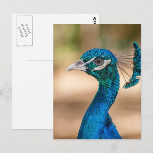 Peacock Head Briefkaart (Voorkant / Achterkant)