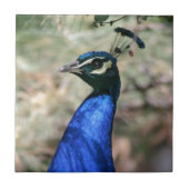 Peacock Head Closeup Tegeltje (Voorkant)